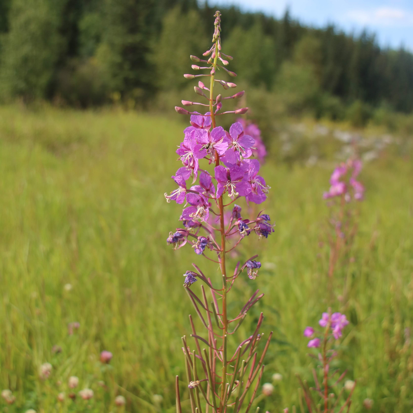 Fireweed