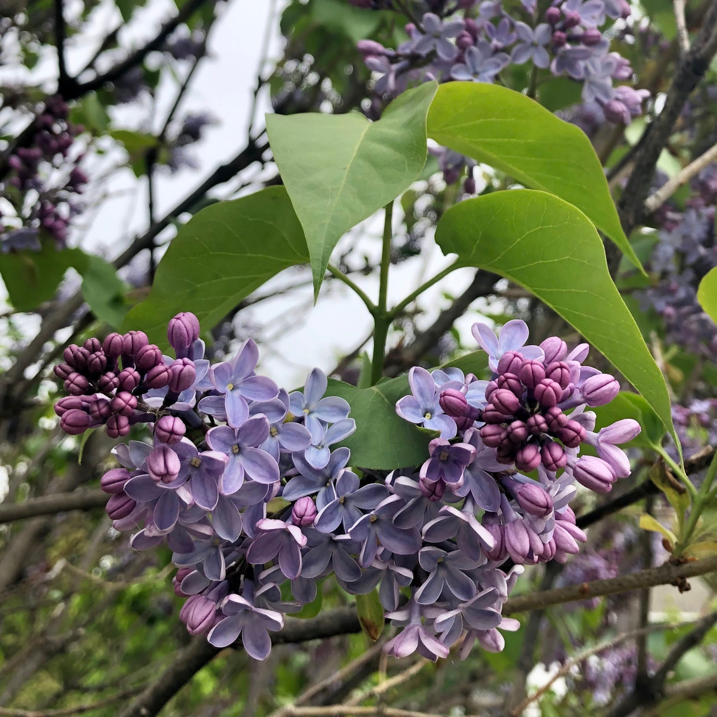 Lunar Lilac