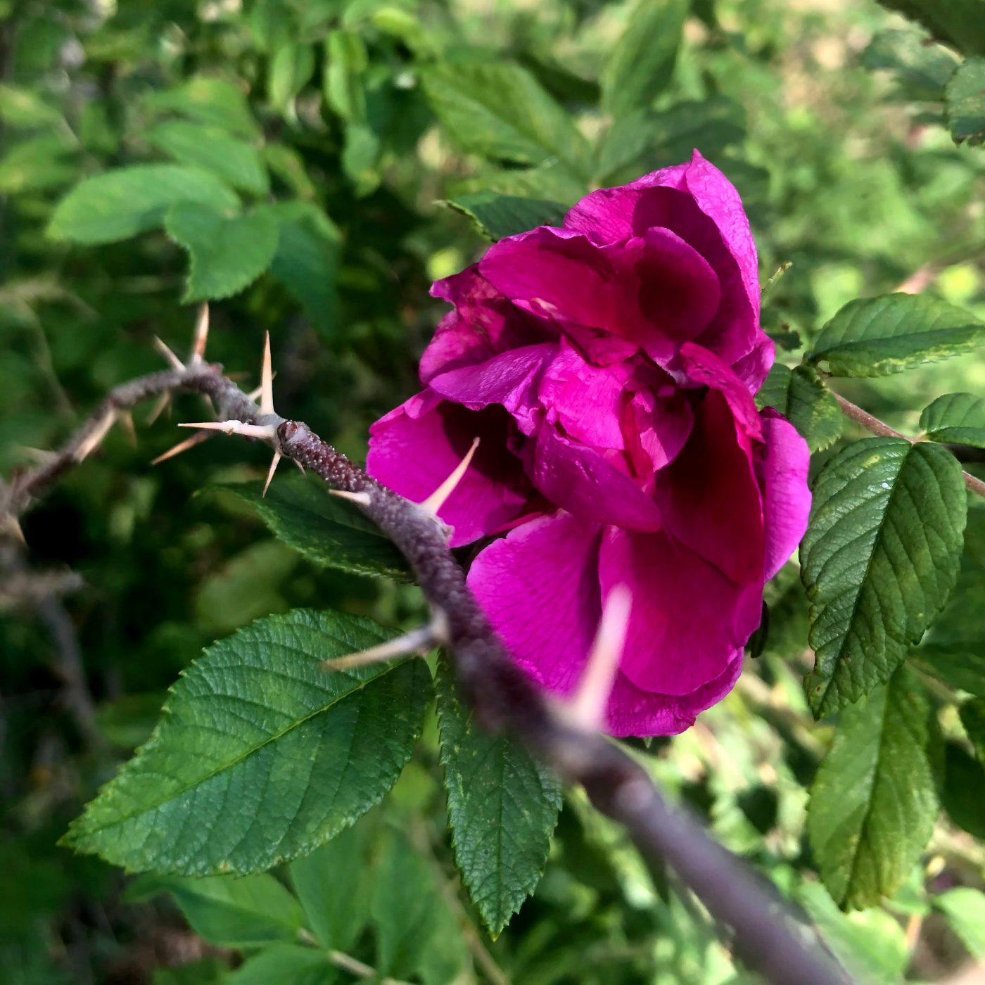 Beach Rose | Rosa Rugosa