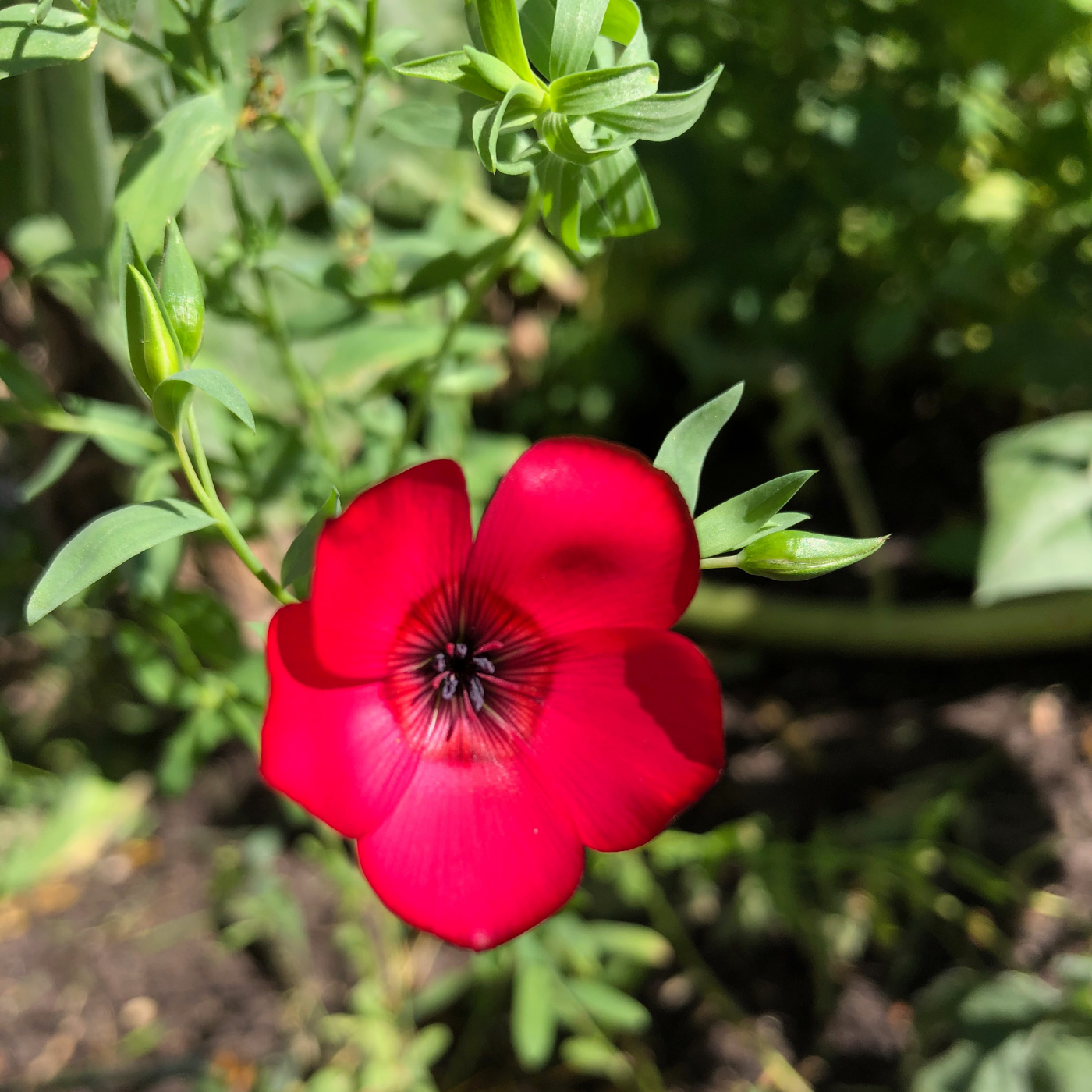 Scarlett Flax | Linum Grandiflorum Rubrum