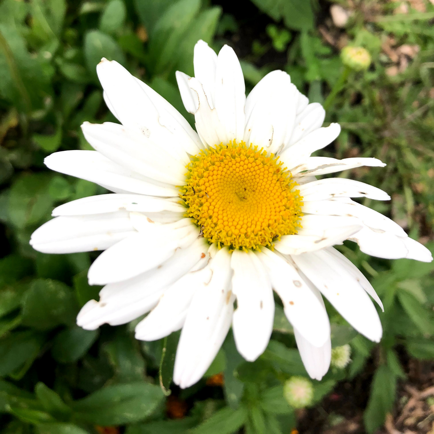 Shasta Daisy