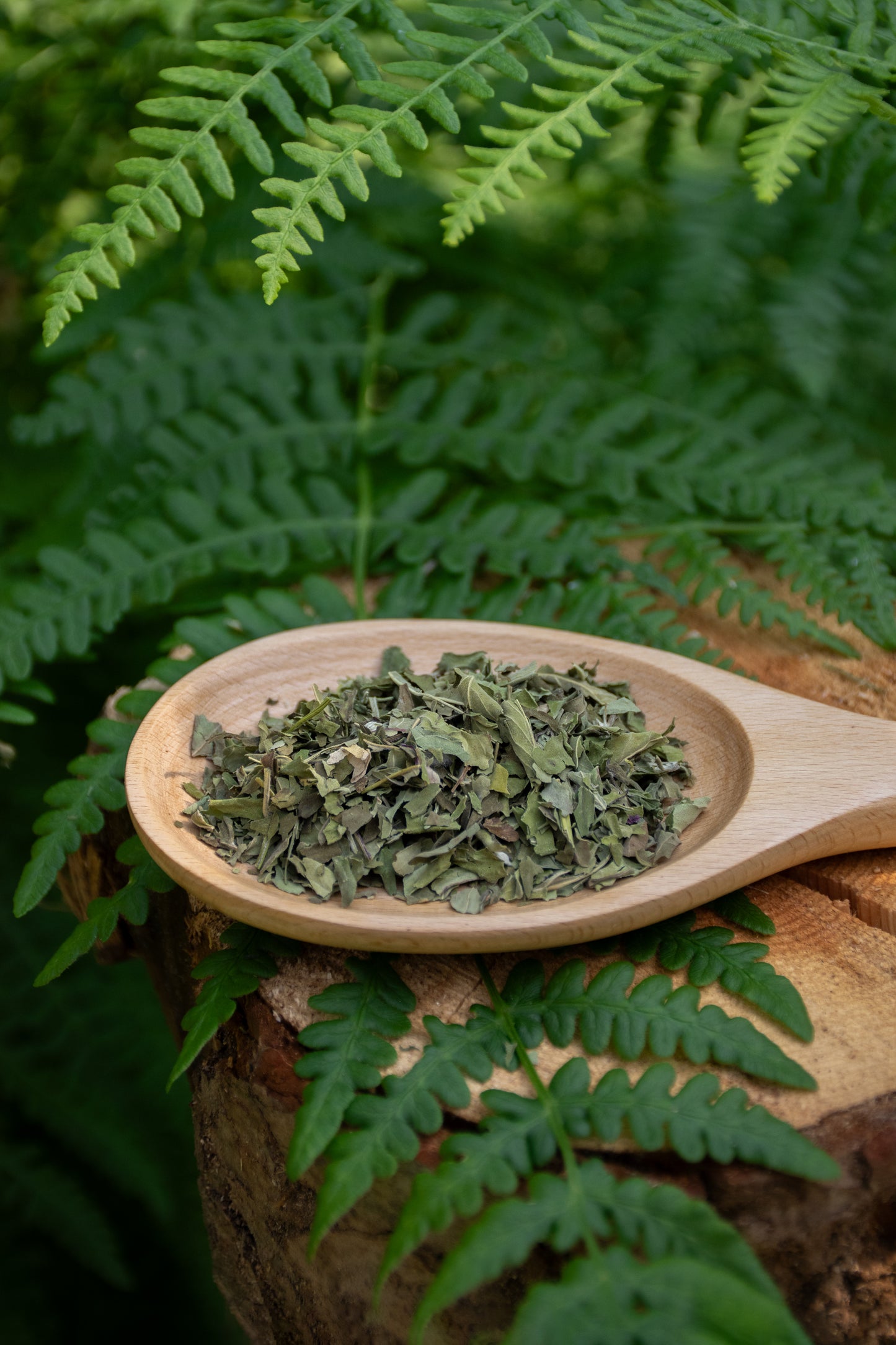 Wild Bergamot