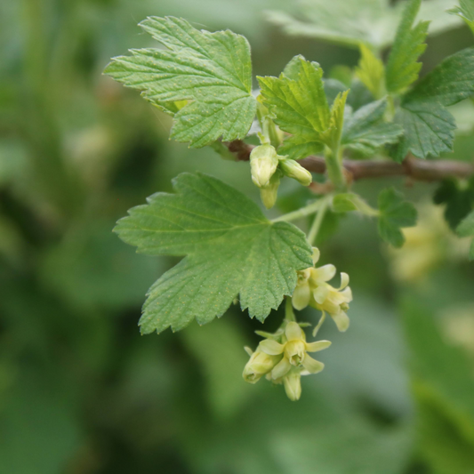 Black Currant