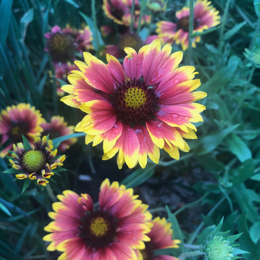 Blanketflower
