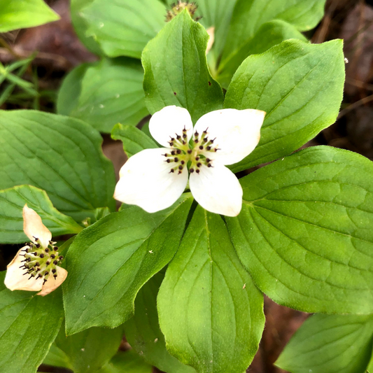 Bunchberry