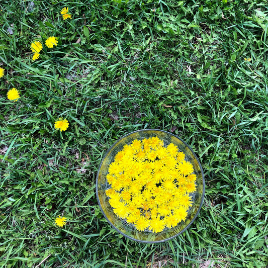 Dandelion