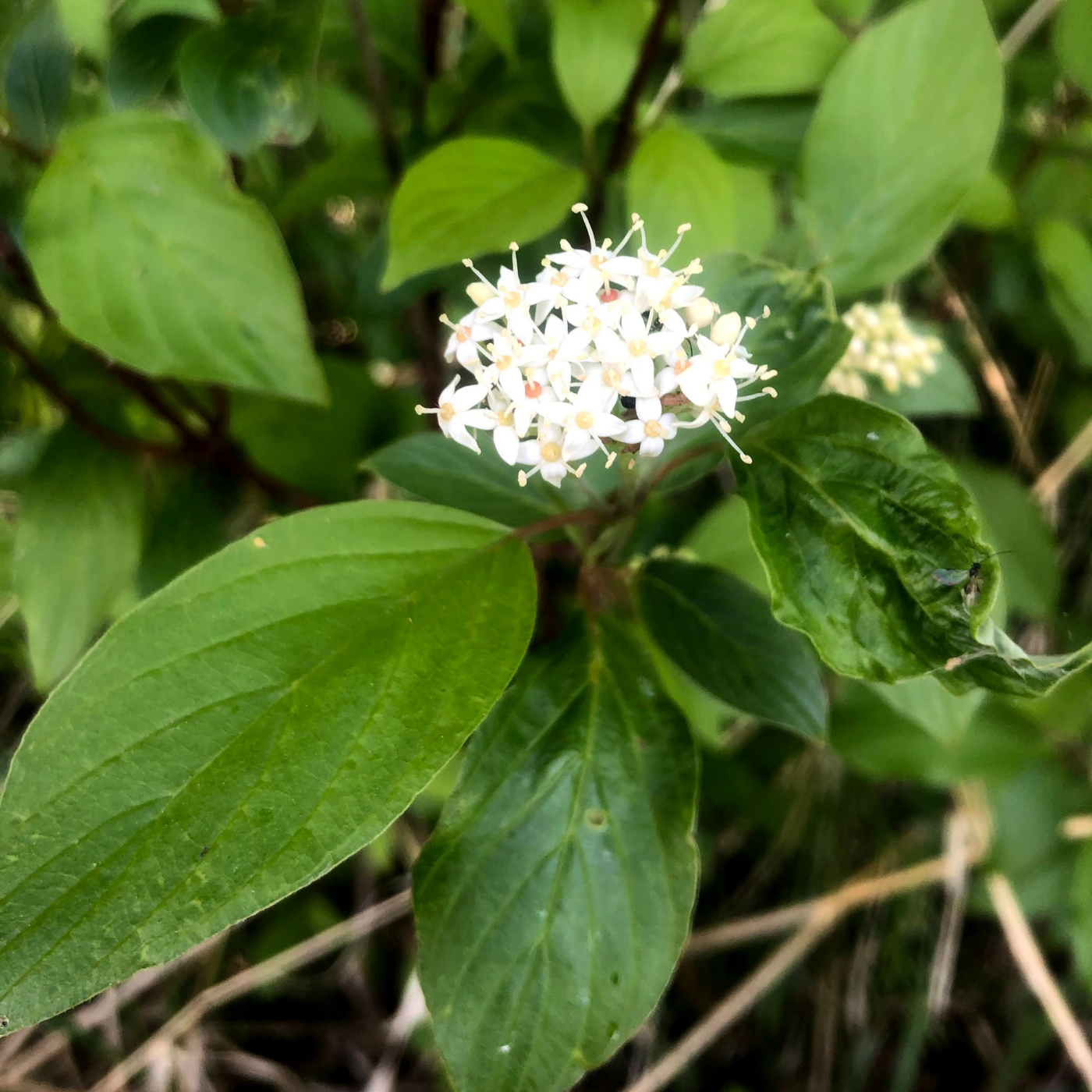 Dogwood