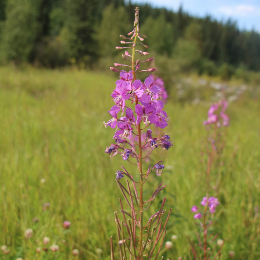 Fireweed