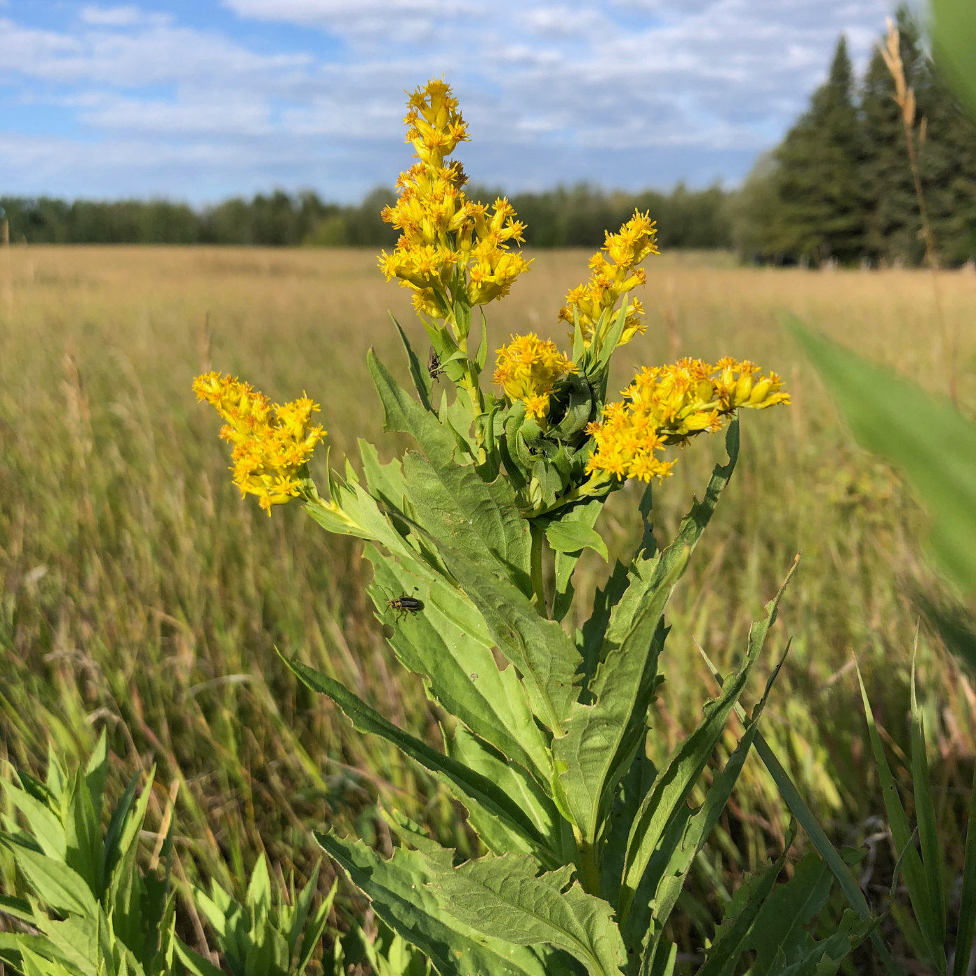Goldenrod