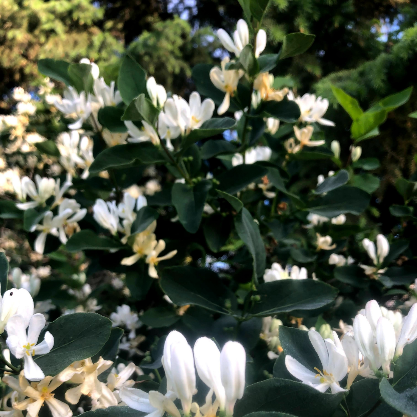 Honeysuckle