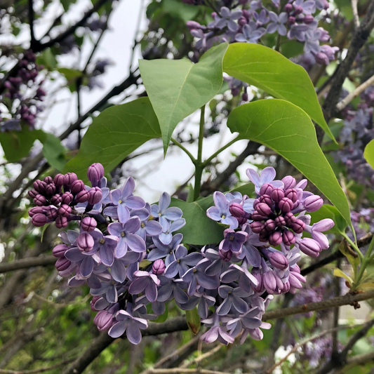 Lunar Lilac