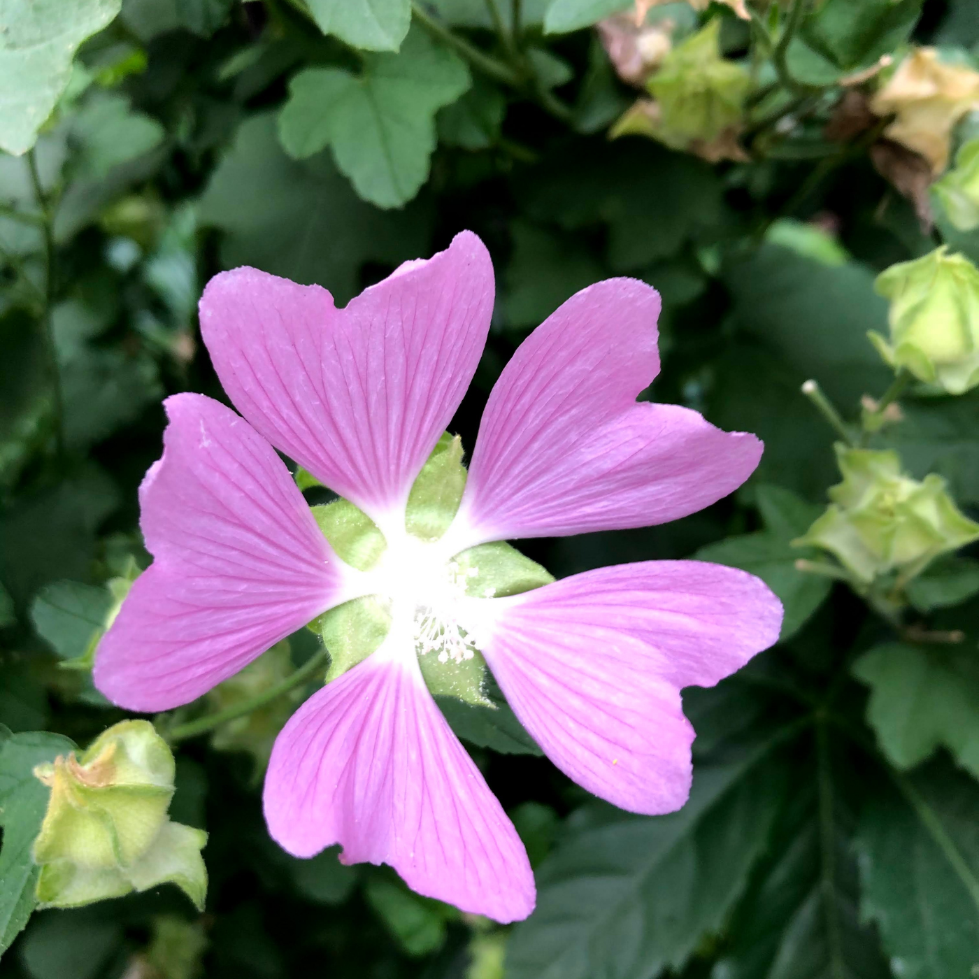 Mallow