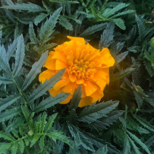 Marigold