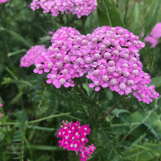 Pink Yarrow