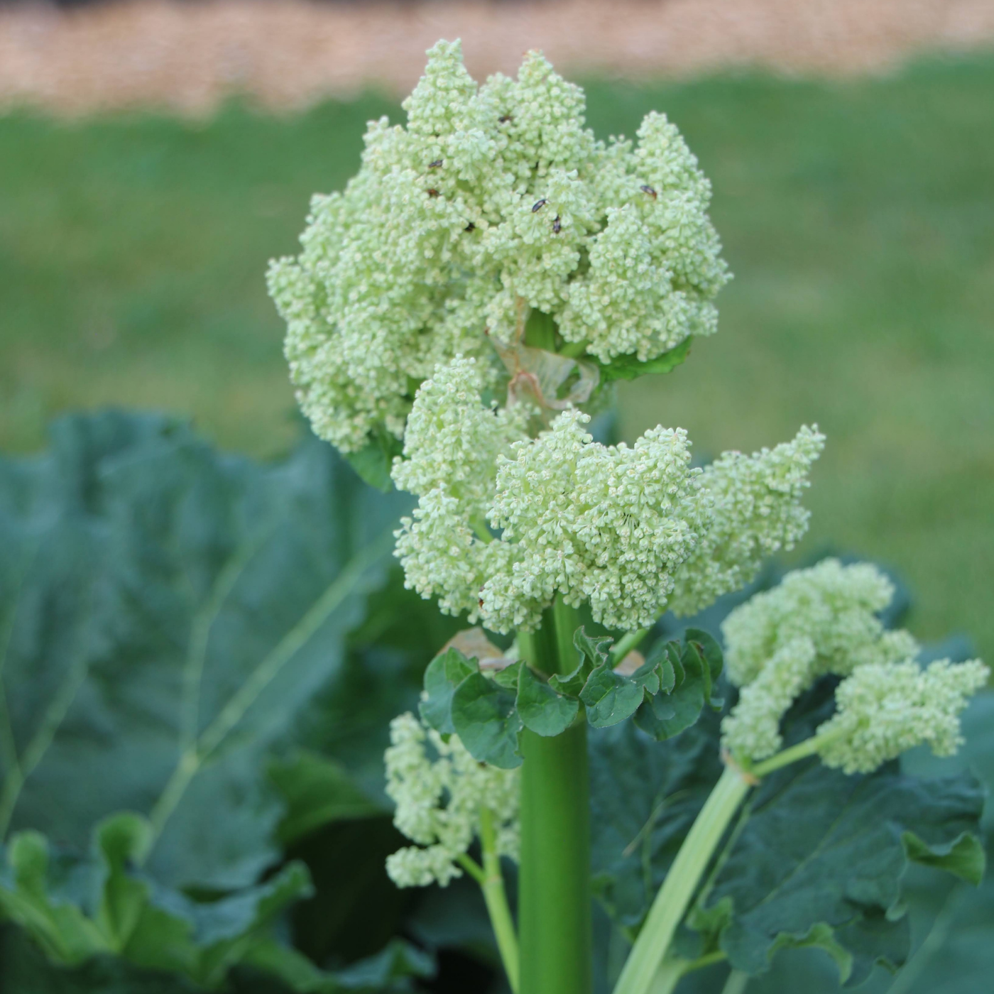 Rhubarb
