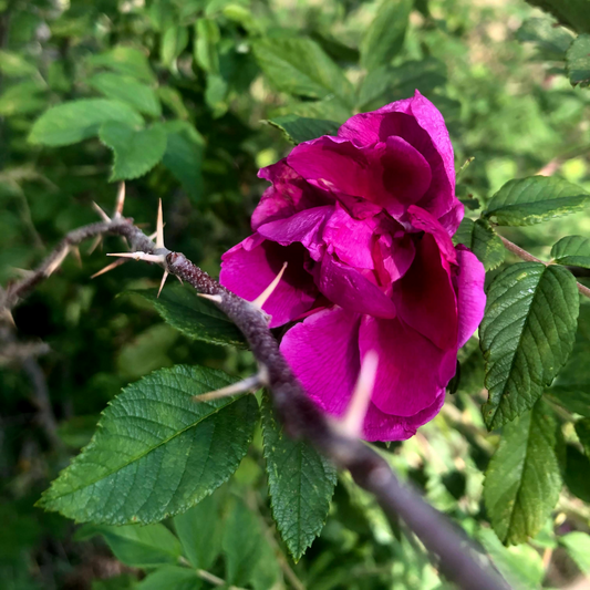 Beach Rose | Rosa Rugosa
