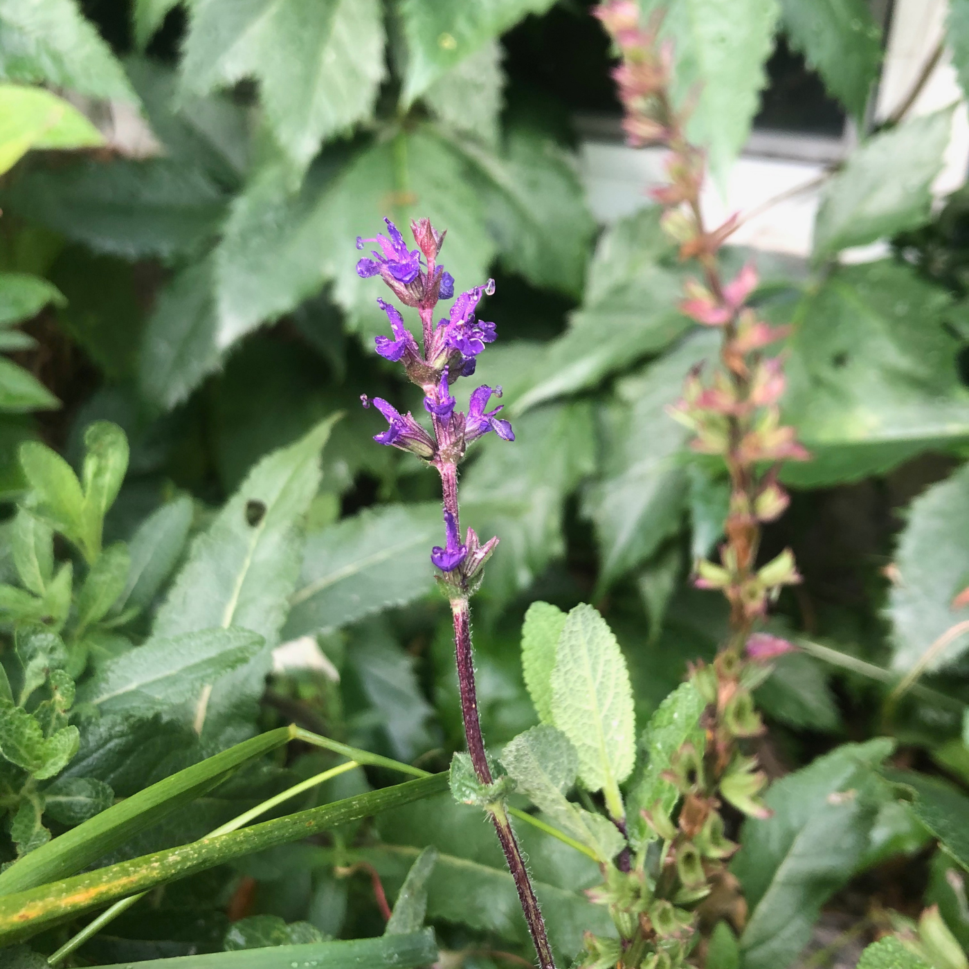 Salvia