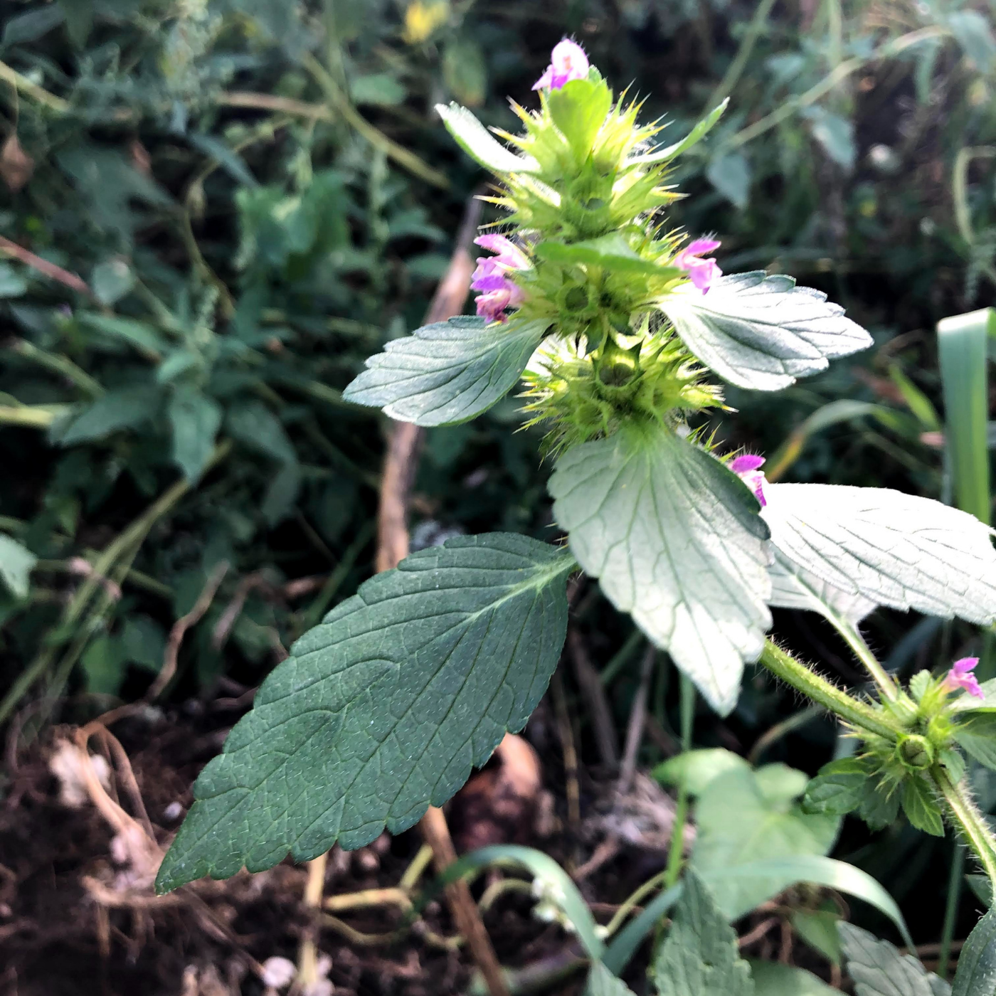 Self Heal