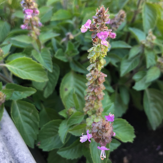 Holy Basil
