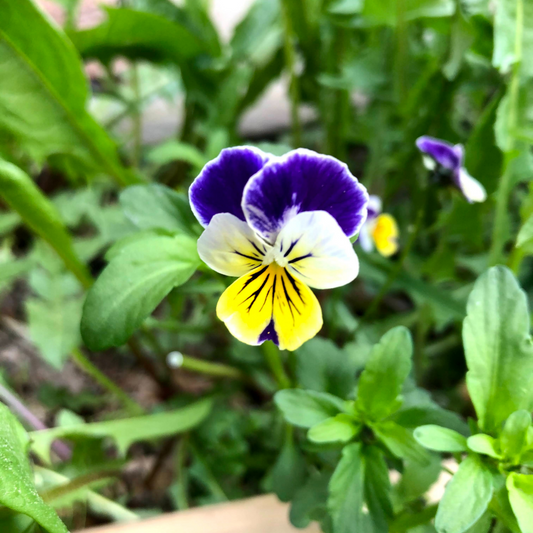 Wild Pansy